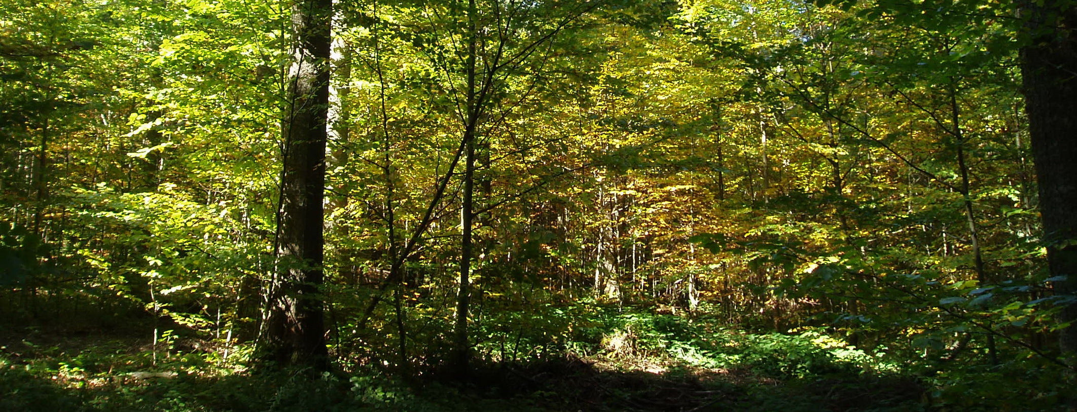 Truffle Hunt Experience